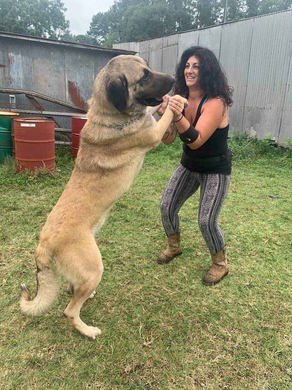 Kangal breeders near store me